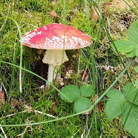 Feriehus 6 Person In Hadsund Helberskov
